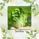 50 Semillas Orgánicas De Cogollo Europeo