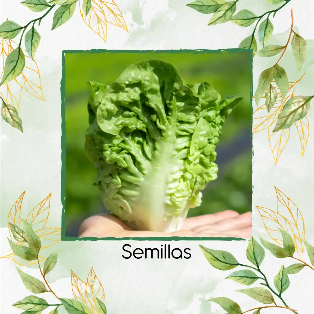1.000 Semillas Orgánicas De Cogollo Europeo