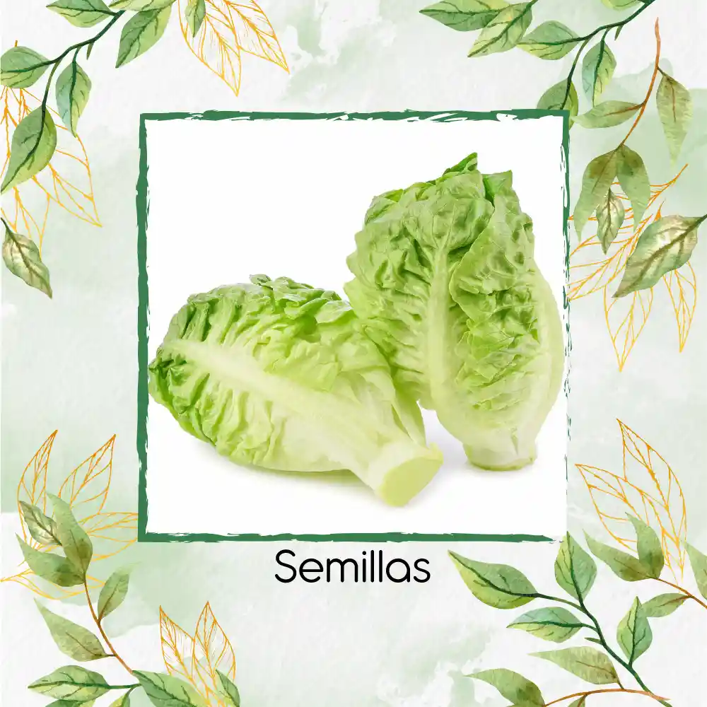 1.000 Semillas Orgánicas De Cogollo Europeo