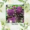25 Semillas Orgánicas De Coliflor De Sicilia Purpura