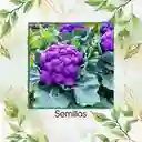 25 Semillas Orgánicas De Coliflor De Sicilia Purpura