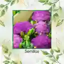 100 Semillas Orgánicas De Coliflor De Sicilia Purpura