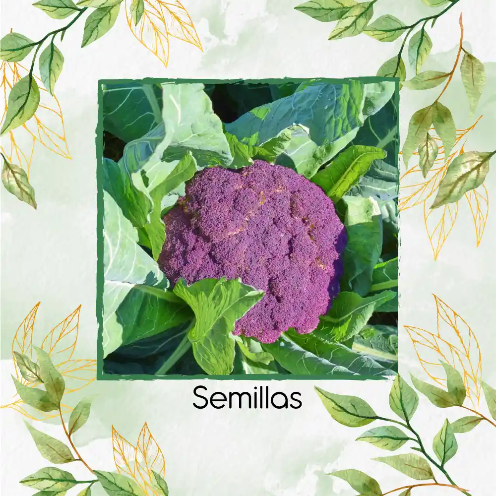 100 Semillas Orgánicas De Coliflor De Sicilia Purpura