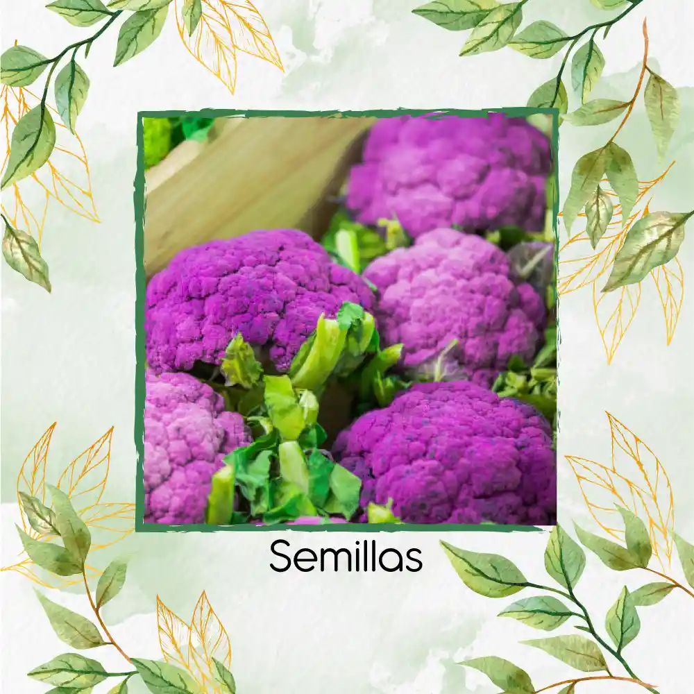 500 Semillas Orgánicas De Coliflor De Sicilia Purpura
