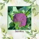 500 Semillas Orgánicas De Coliflor De Sicilia Purpura