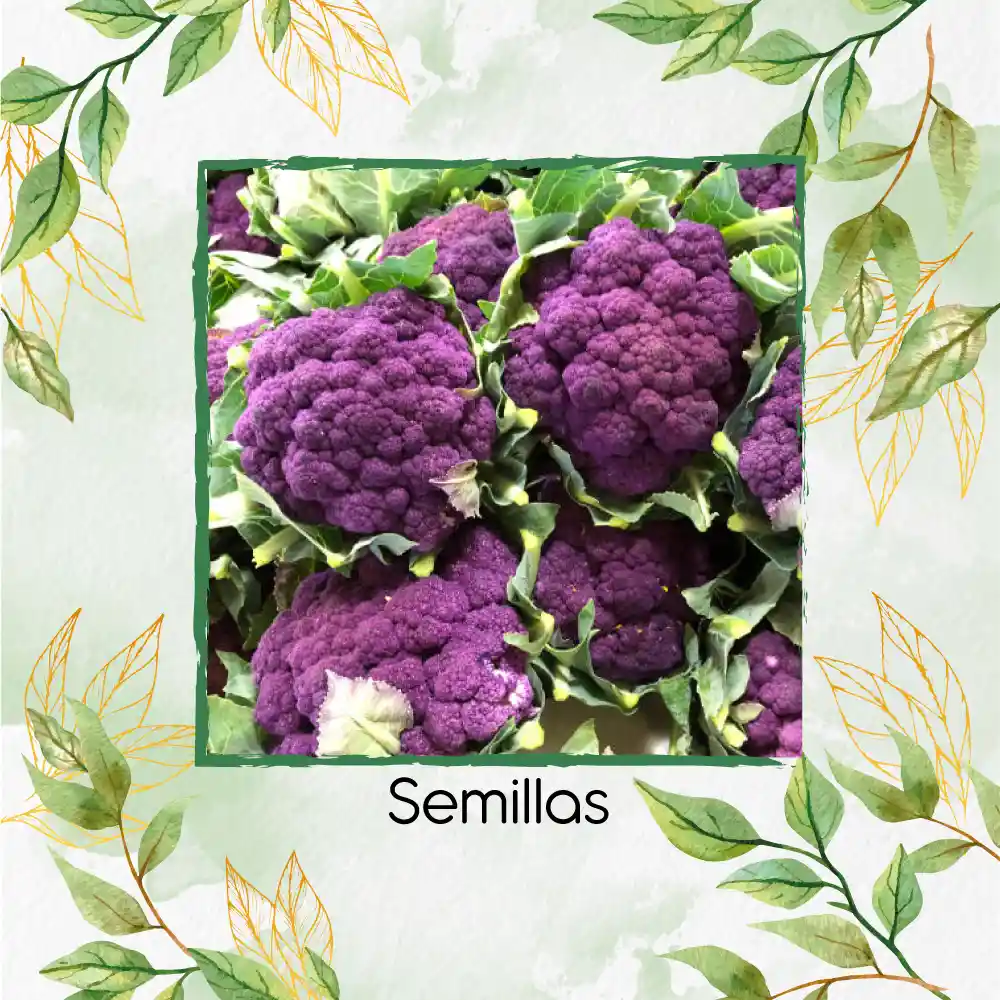 2.000 Semillas Orgánicas De Coliflor De Sicilia Purpura