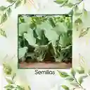 100 Semillas Orgánicas De Colinabo Blanco De Viena