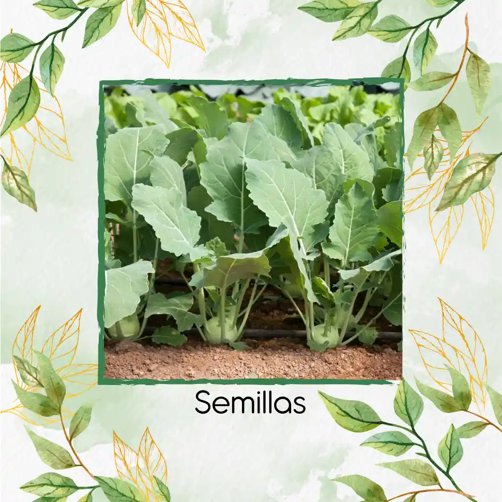 100 Semillas Orgánicas De Colinabo Blanco De Viena