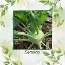 100 Semillas Orgánicas De Colinabo Blanco De Viena