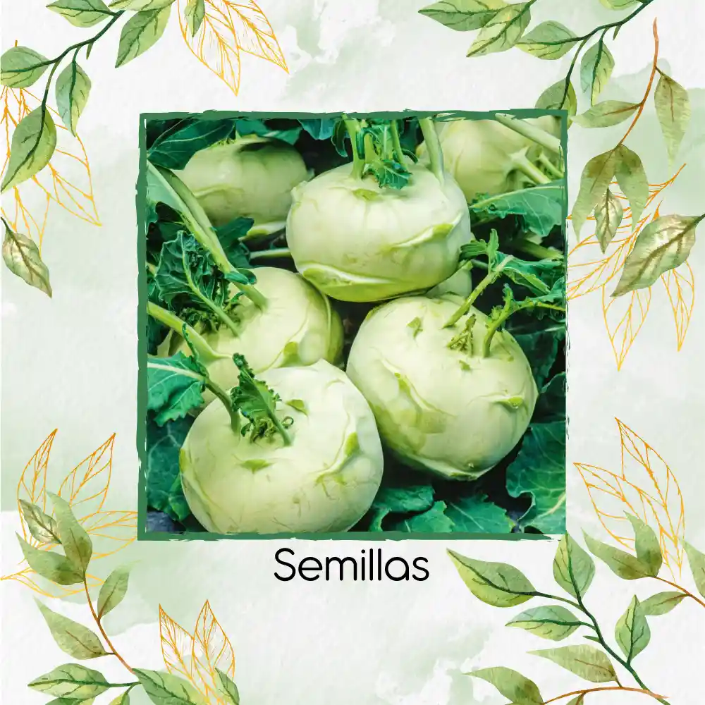 100 Semillas Orgánicas De Colinabo Blanco De Viena