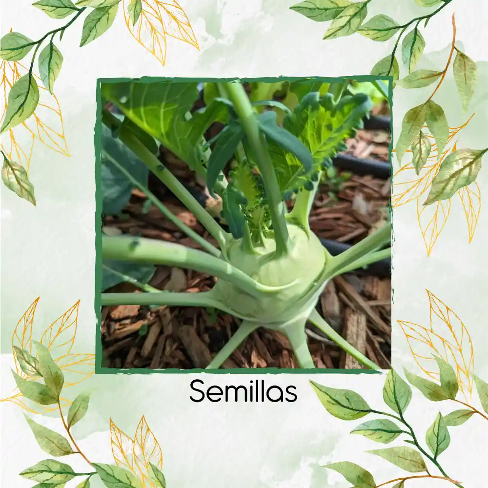 4.000 Semillas Orgánicas De Colinabo Blanco De Viena