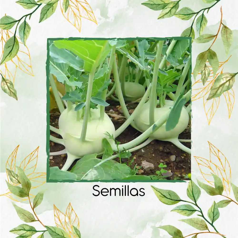 4.000 Semillas Orgánicas De Colinabo Blanco De Viena