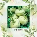 8.000 Semillas Orgánicas De Colinabo Blanco De Viena