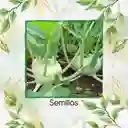 8.000 Semillas Orgánicas De Colinabo Blanco De Viena