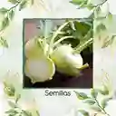 8.000 Semillas Orgánicas De Colinabo Blanco De Viena