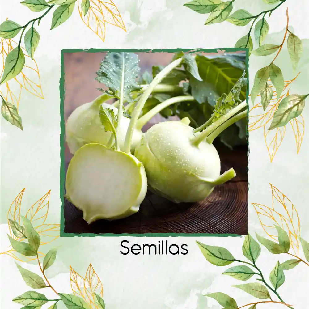 8.000 Semillas Orgánicas De Colinabo Blanco De Viena