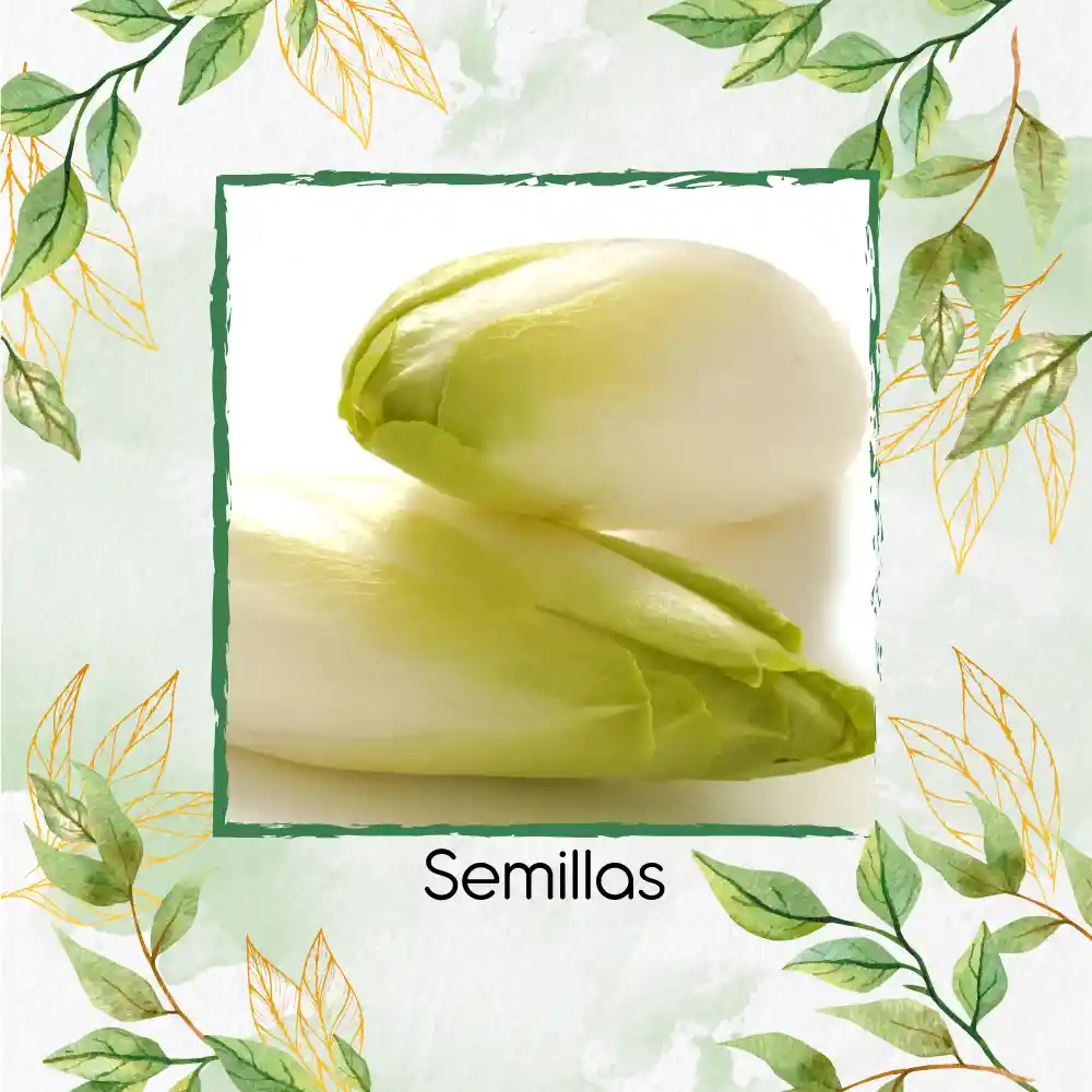 20 Semillas Orgánicas De Endivia