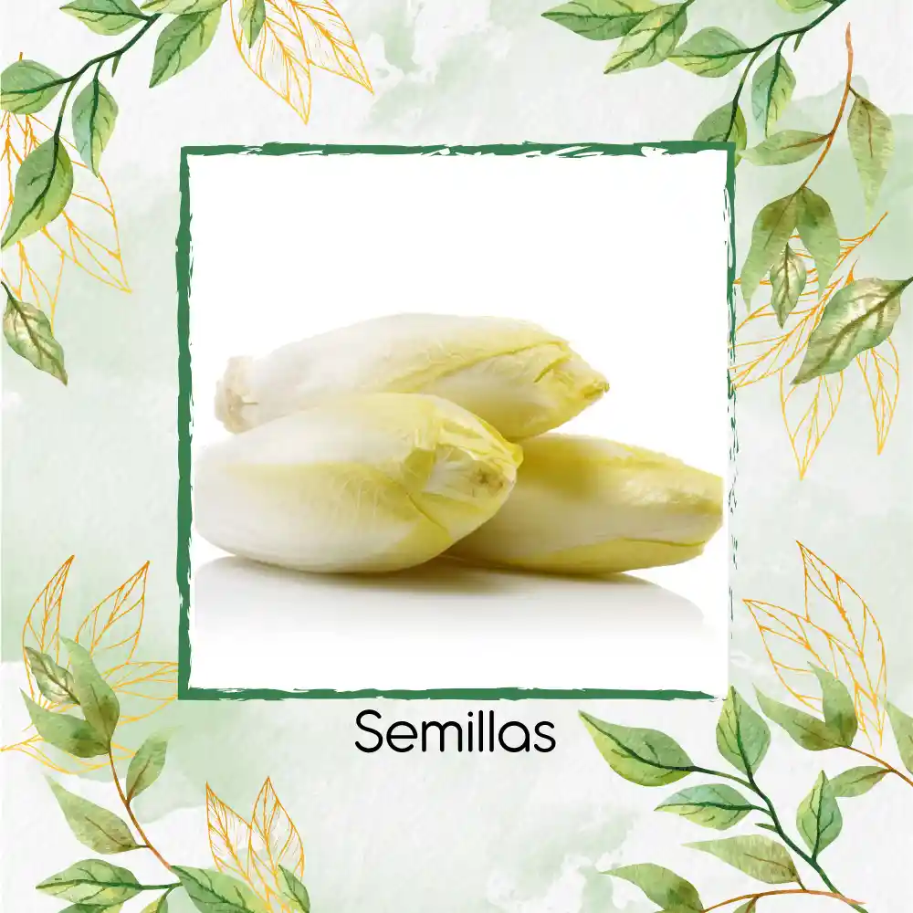 40 Semillas Orgánicas De Endivia