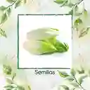 400 Semillas Orgánicas De Endivia