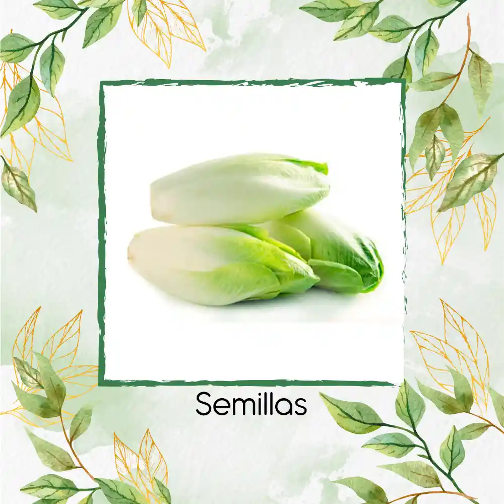 400 Semillas Orgánicas De Endivia