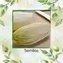 400 Semillas Orgánicas De Endivia