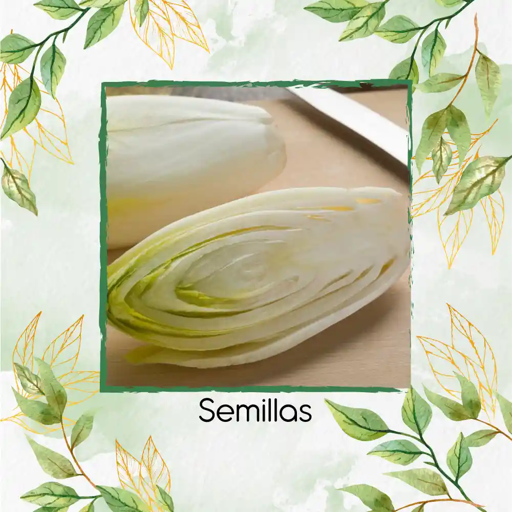 400 Semillas Orgánicas De Endivia