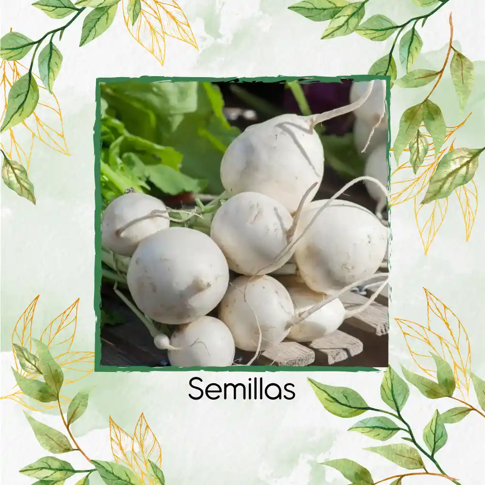 125 Semillas Orgánicas De Nabo Blanco