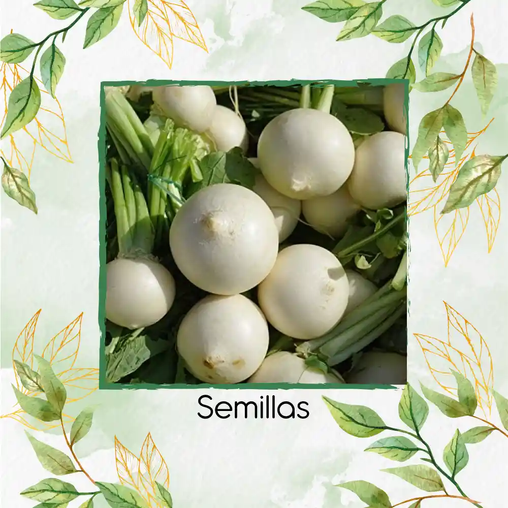 125 Semillas Orgánicas De Nabo Blanco