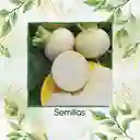 250 Semillas Orgánicas De Nabo Blanco