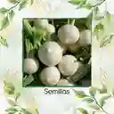 2.500 Semillas Orgánicas De Nabo Blanco