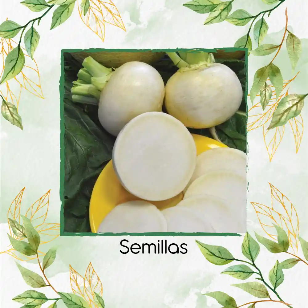 2.500 Semillas Orgánicas De Nabo Blanco