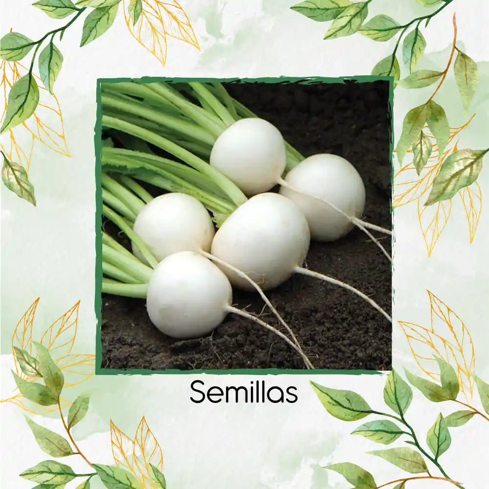5.000 Semillas Orgánicas De Nabo Blanco