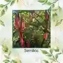 80 Semillas Orgánicas De Okra Roja