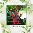 80 Semillas Orgánicas De Okra Roja