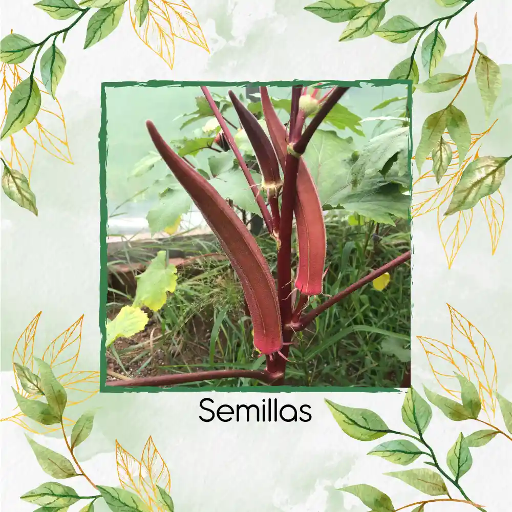 80 Semillas Orgánicas De Okra Roja