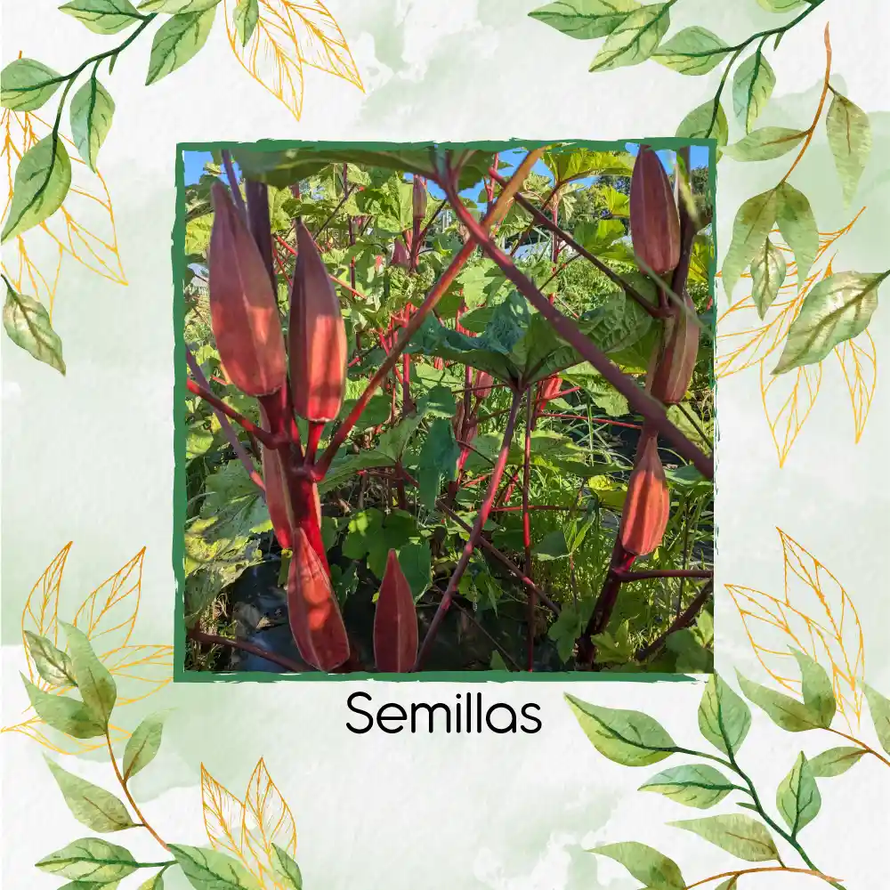 800 Semillas Orgánicas De Okra Roja