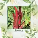 800 Semillas Orgánicas De Okra Roja