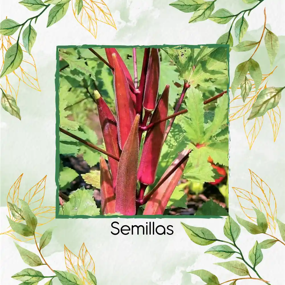 800 Semillas Orgánicas De Okra Roja