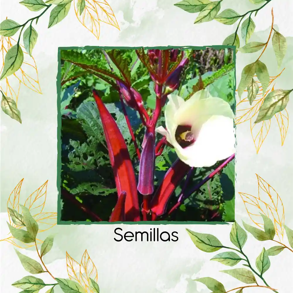 1.600 Semillas Orgánicas De Okra Roja