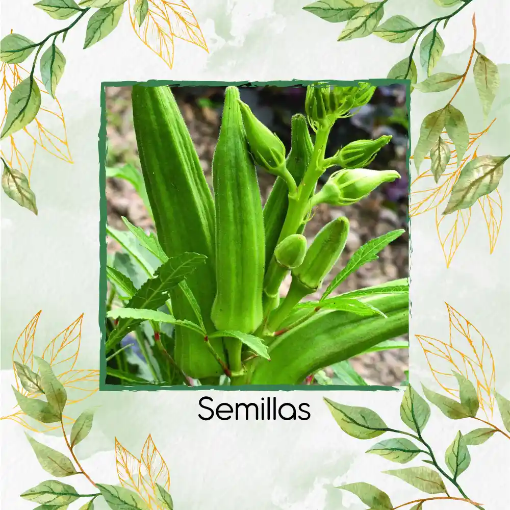 20 Semillas Orgánicas De Okra Verde