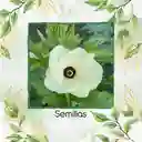 20 Semillas Orgánicas De Okra Verde