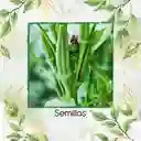 40 Semillas Orgánicas De Okra Verde