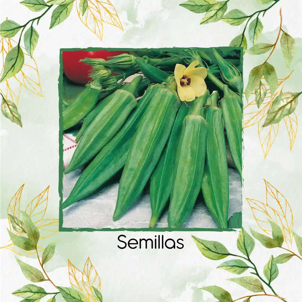 40 Semillas Orgánicas De Okra Verde