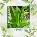 40 Semillas Orgánicas De Okra Verde