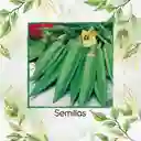 80 Semillas Orgánicas De Okra Verde