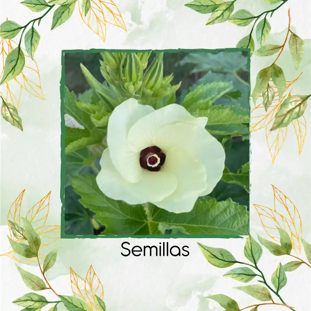400 Semillas Orgánicas De Okra Verde