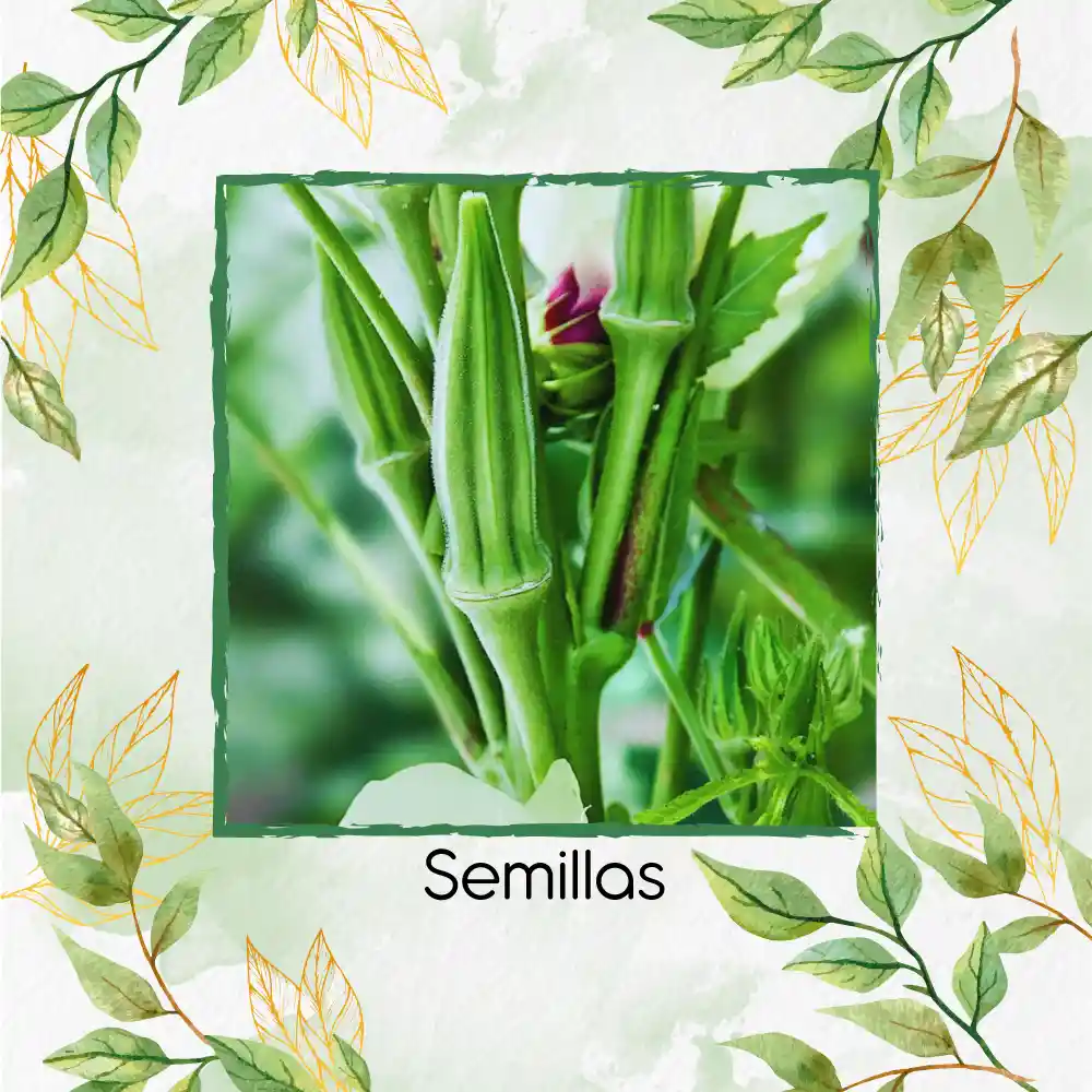 800 Semillas Orgánicas De Okra Verde