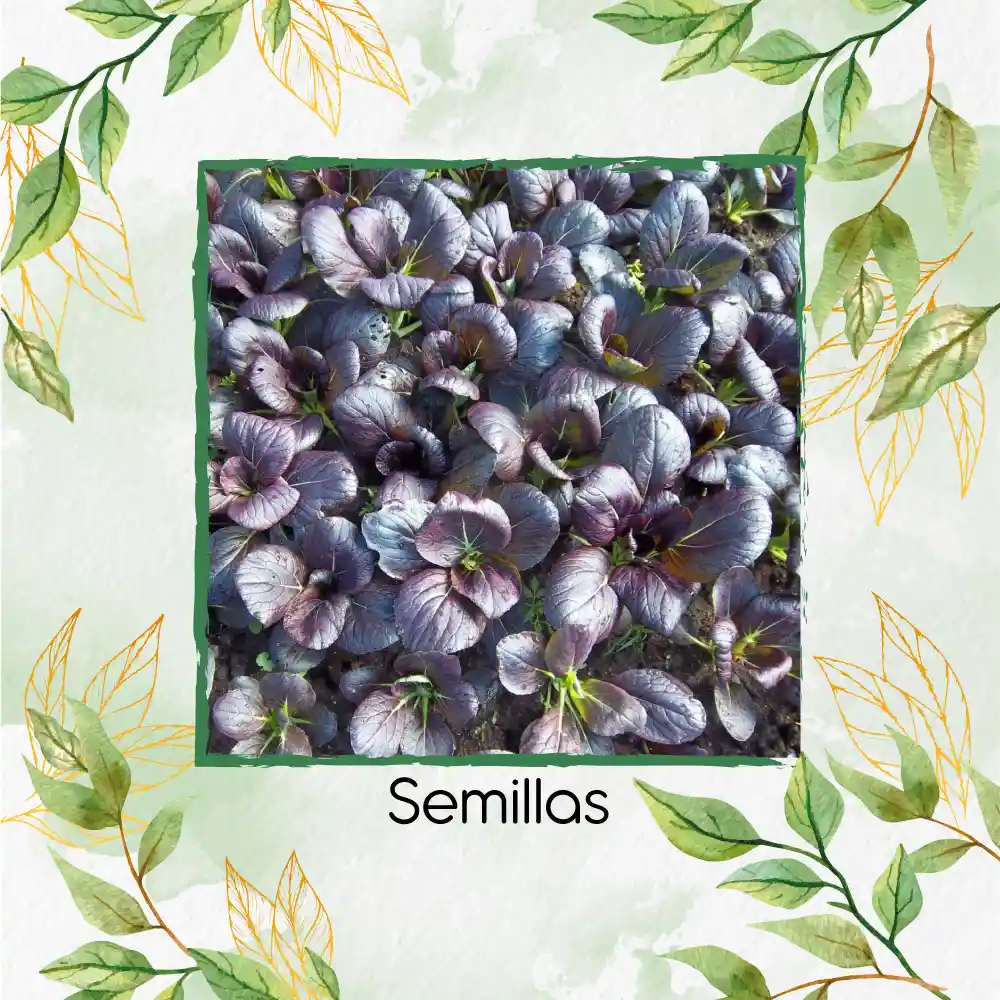 250 Semillas Orgánicas De Pak Choi Morado