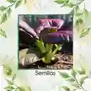 250 Semillas Orgánicas De Pak Choi Morado