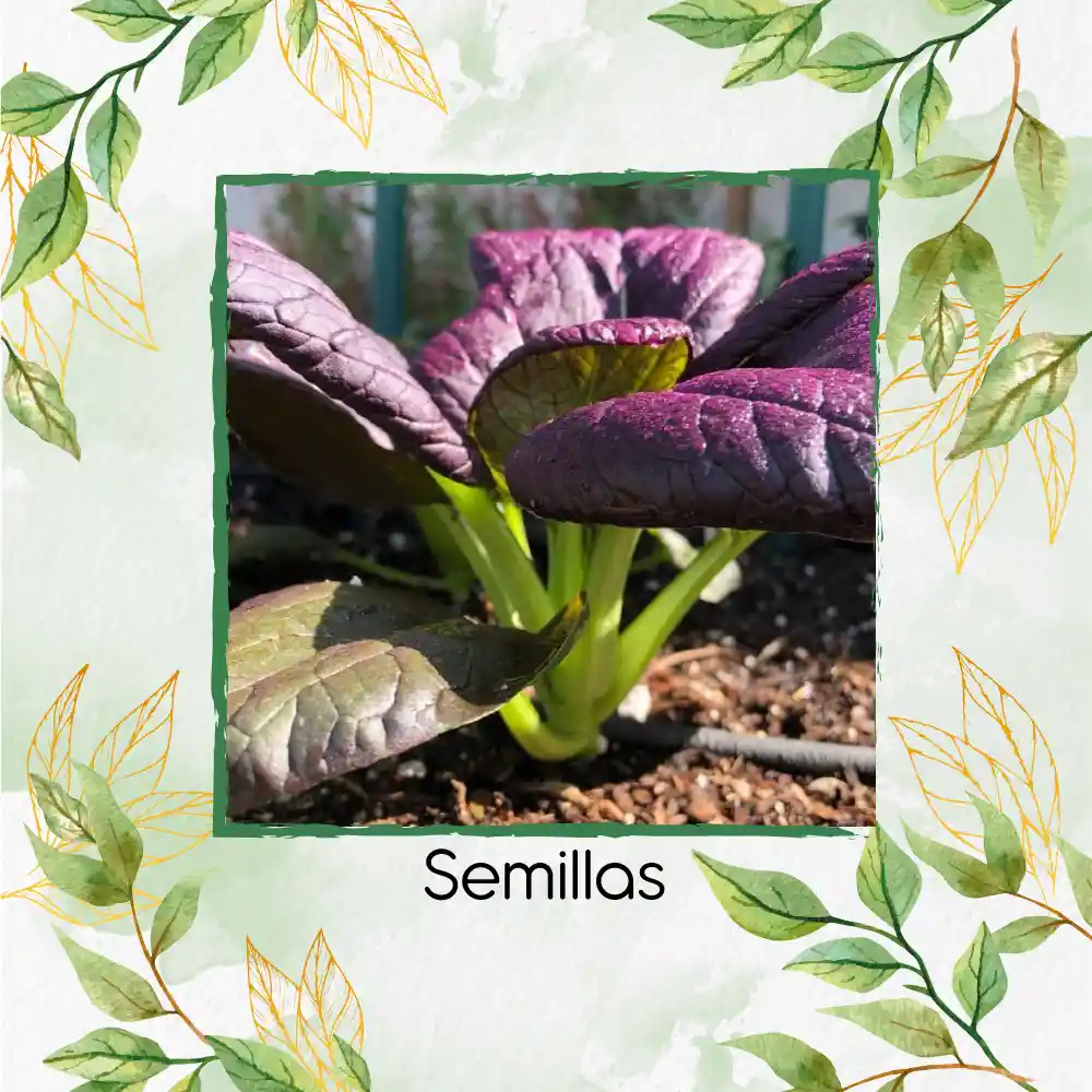 1.000 Semillas Orgánicas De Pak Choi Morado
